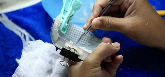 Bird’s Nest Cleaning Process